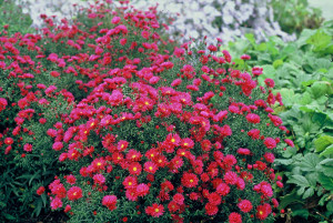 aster nowobelgijski Royal Ruby, fot. colour-your-life.pl