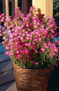 aster nowoangielski Purple Dane, fot. colour-your-life.pl