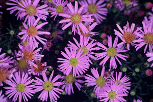aster krzaczasty Pink Star, fot. colour-your-life.pl