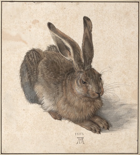 fot. Albrecht Durer