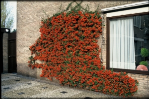 fot. Plant Publicity Holland