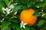 fot. kwiat pomaraczy
